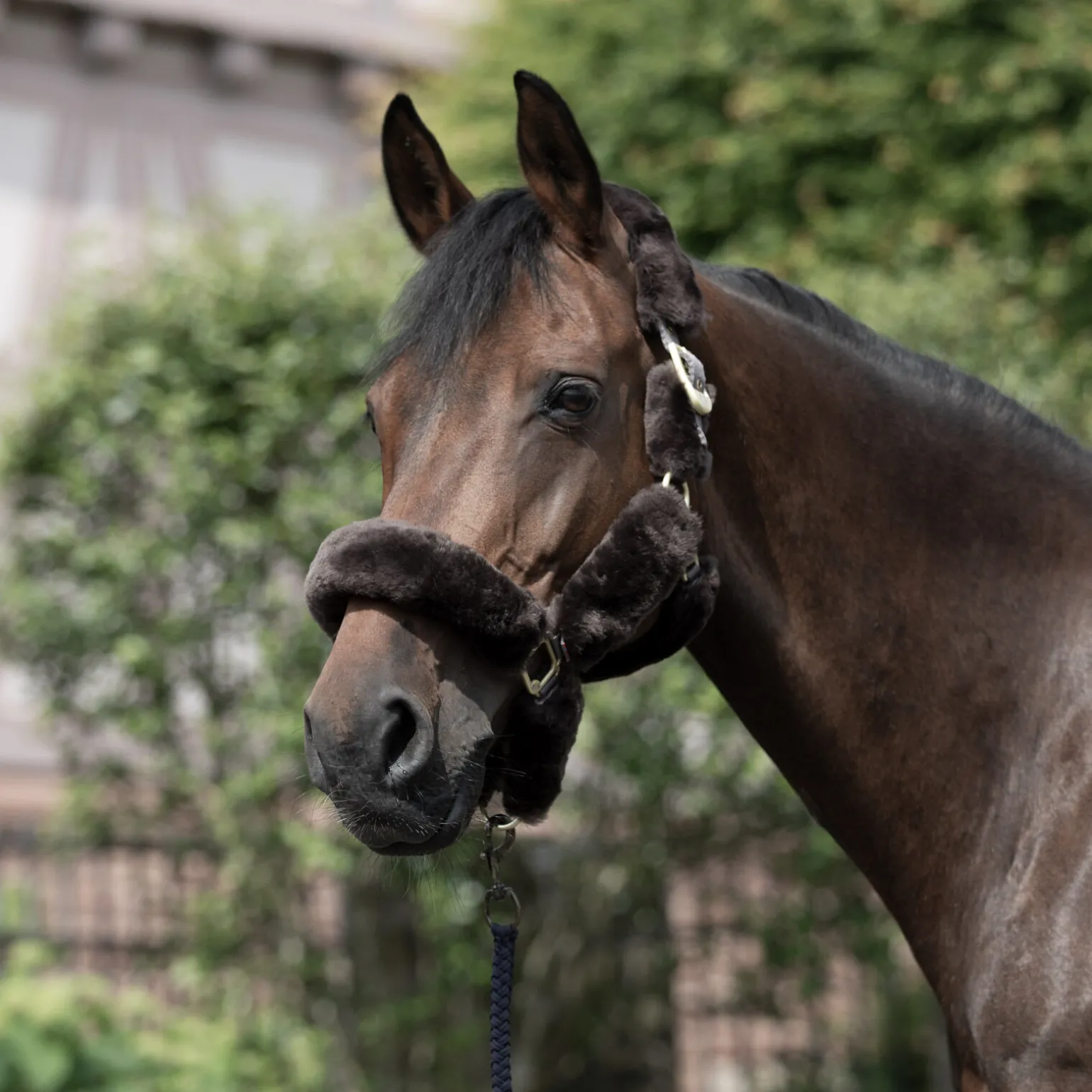 B Vertigo Tremblant grime med saueskinn