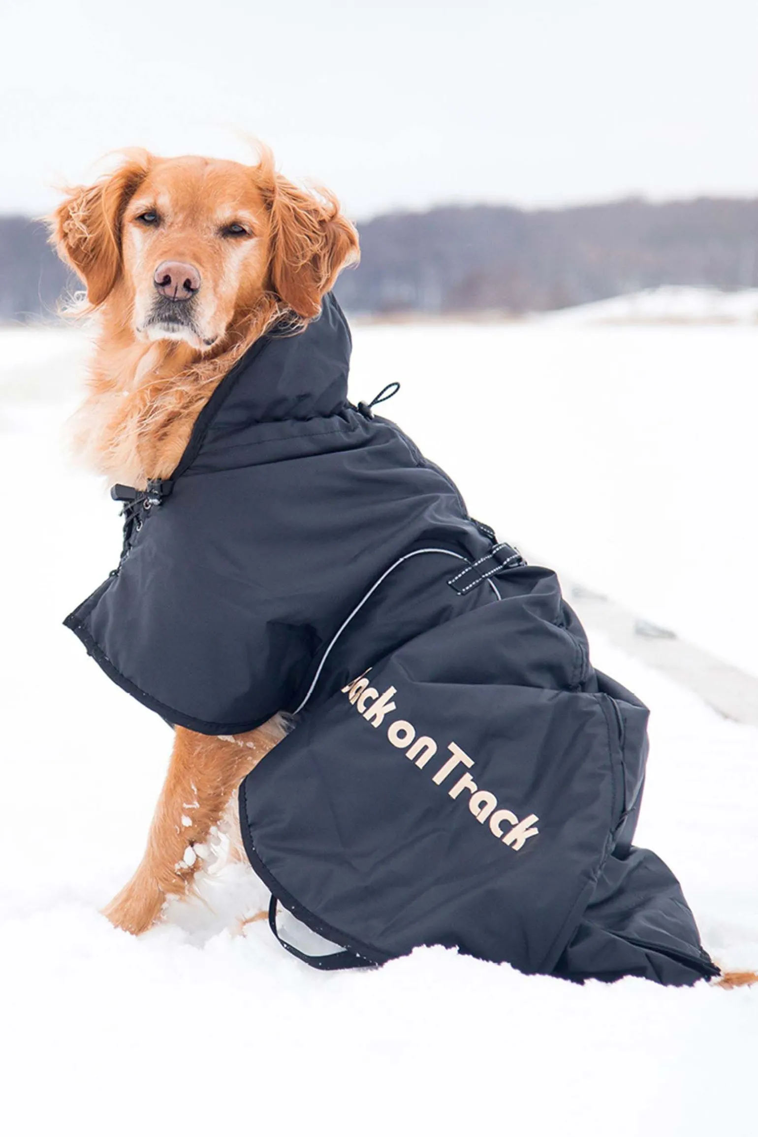 Back on Track hundedekken (size 21-40)