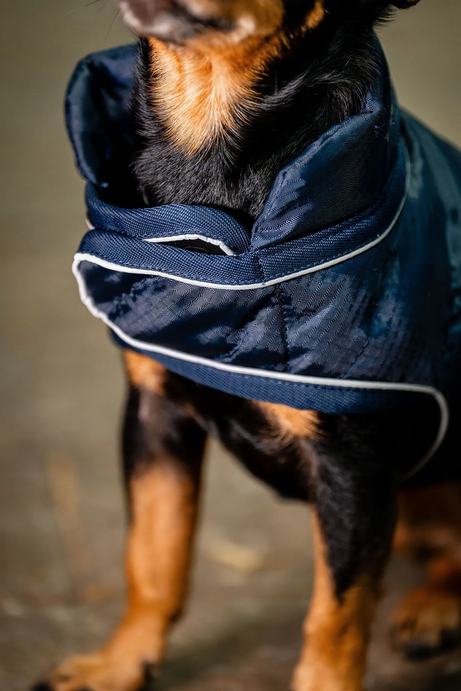 Horseware Signature Hundekappe