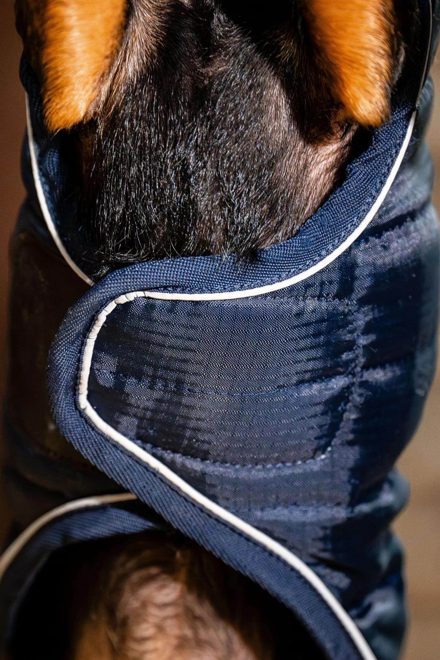 Horseware Signature Hundekappe