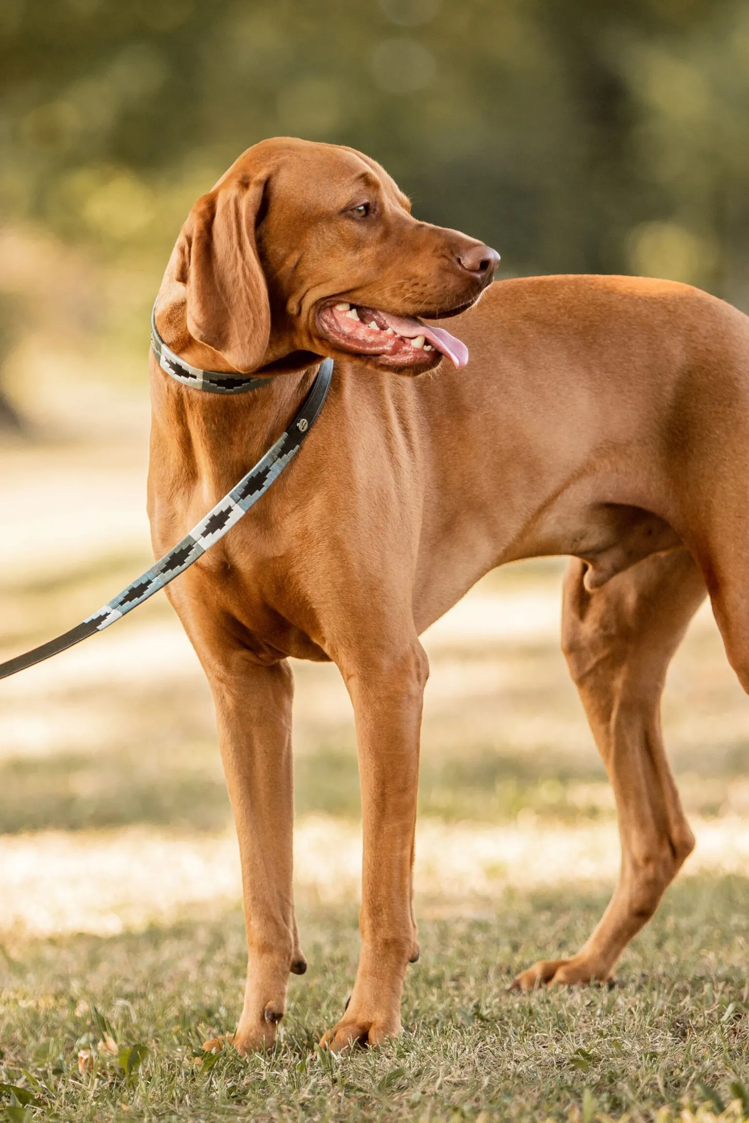 Horze Polo hundekobbel