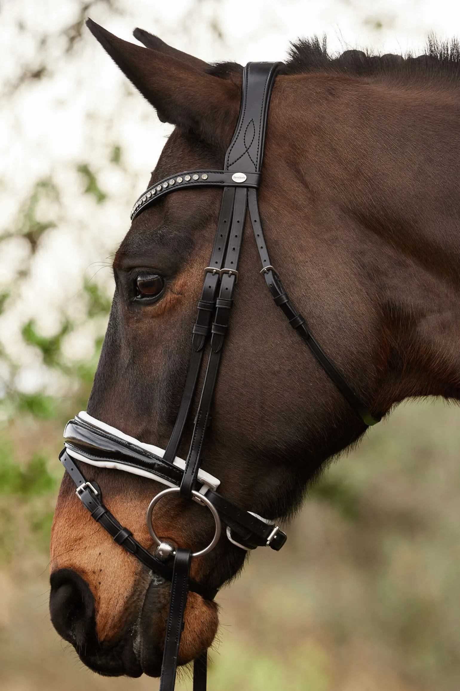 Kavalkade Charlotte dressurhodelag med pullback nesereim