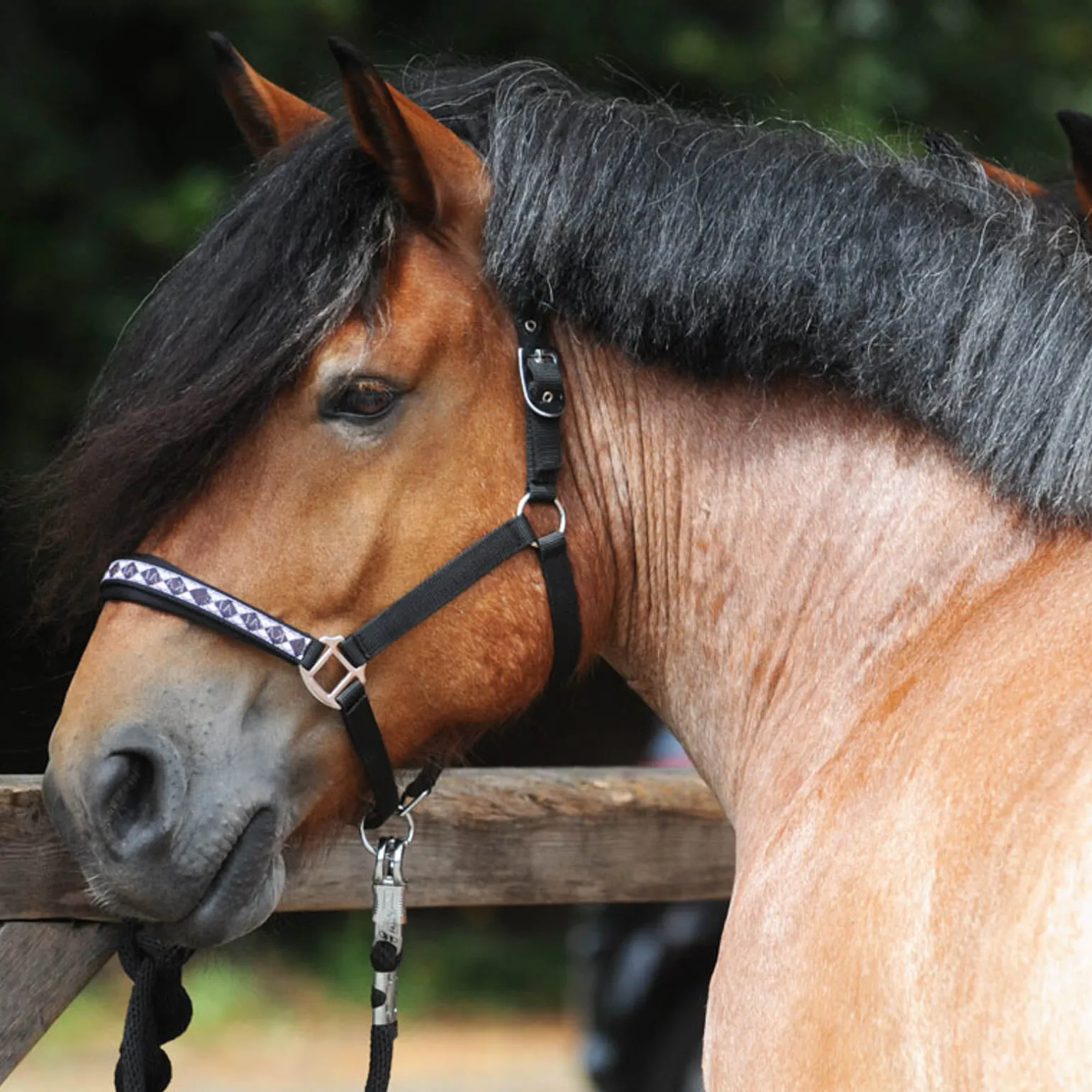 Kavalkade Draft Horse Classic grime