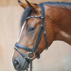 Kavalkade Ivonne (kandar)hodelag