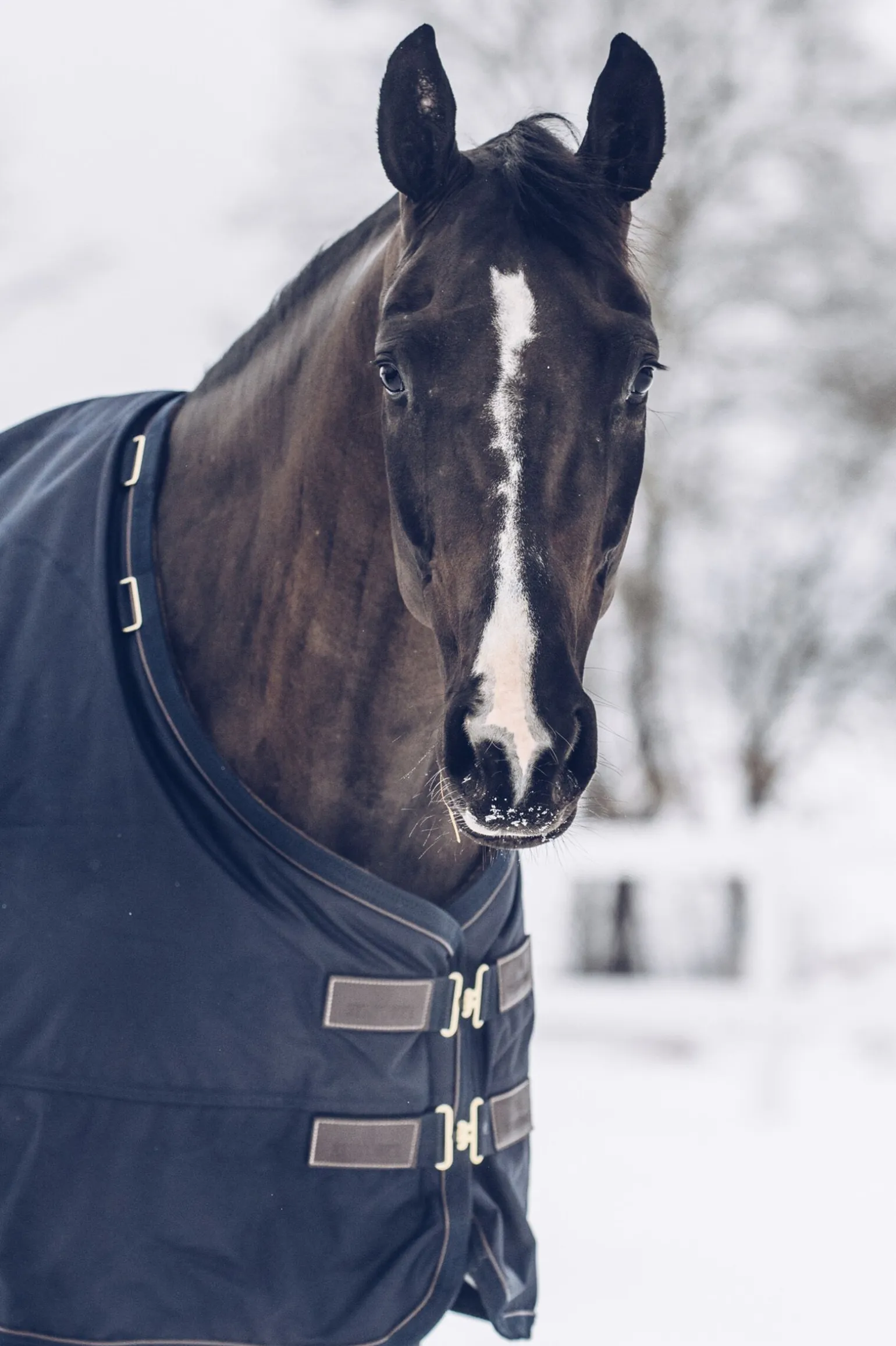 Kentucky Horsewear All Weather Classic utedekken, 300 gram