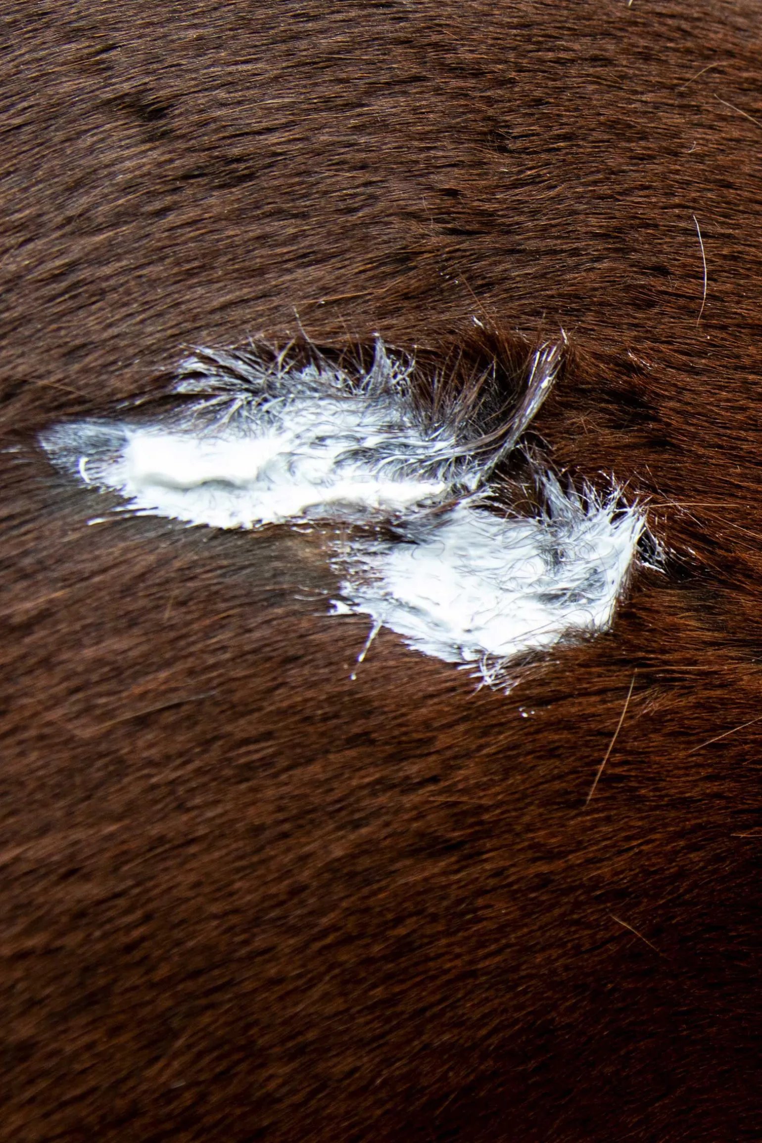 Leovet Silver salve