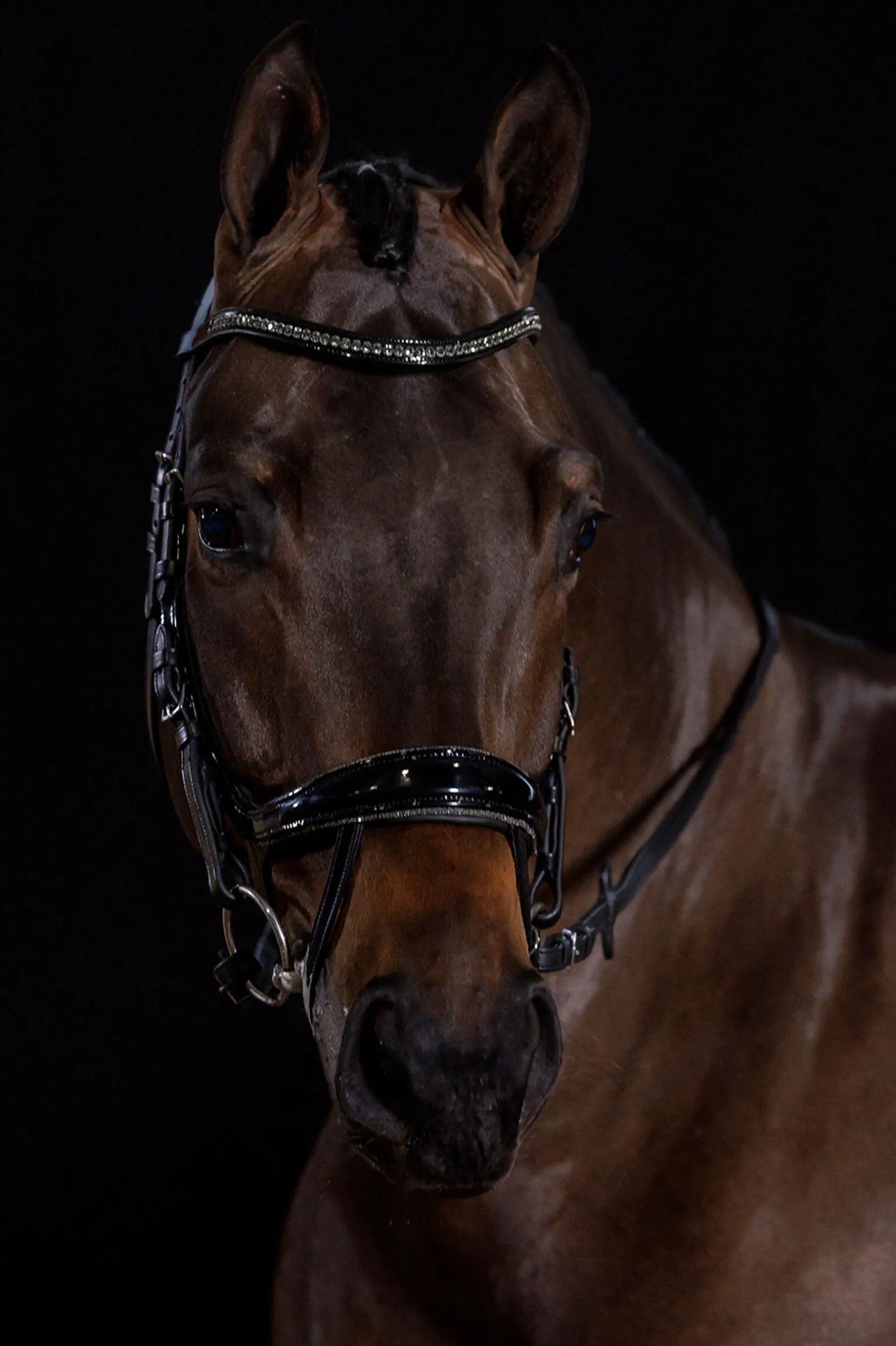 Schockemöhle Sports Equitus Beta Glam hodelag