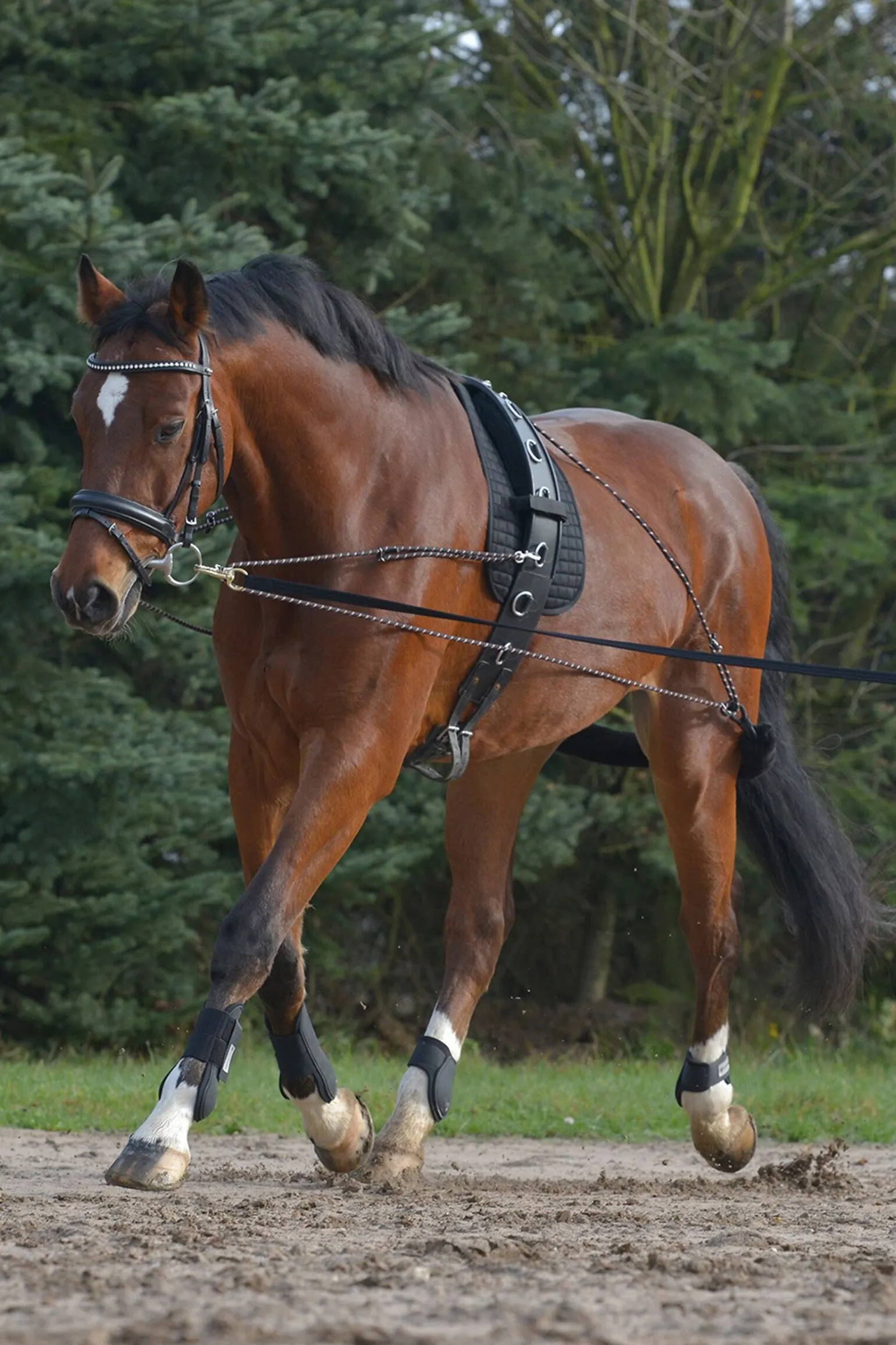Waldhausen Lunging System